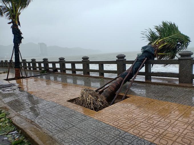 Một cây dừa bật gốc trên đường Phạm Văn Đồng, TP Nha Trang, tỉnh Khánh Hòa. Ảnh: KS.